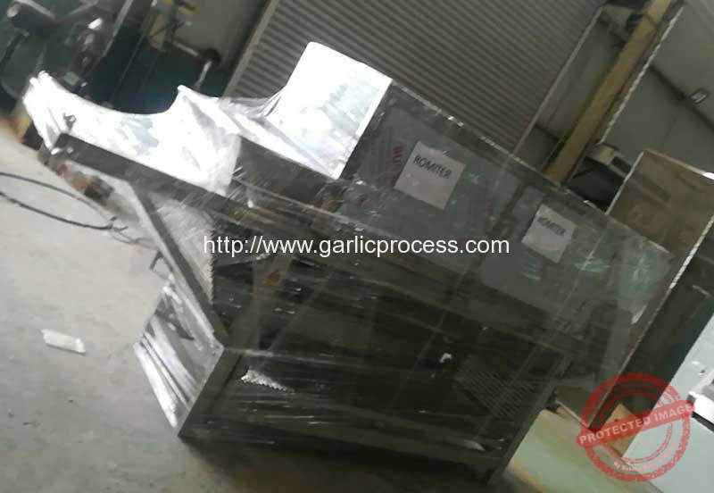 Automatic-Garlic-Clove-Breaking-and-Peeling-Machine-Delivery-for-Spain-Customer